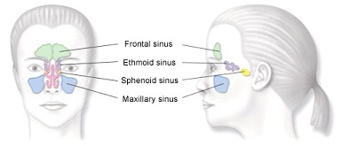 Image of sinus structure detailing key areas